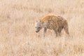 Spotted hyena close up. Serengeti National Park, Tanzania, Africa Royalty Free Stock Photo