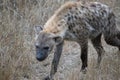 Spotted Hyena cowering in southern Africa Royalty Free Stock Photo