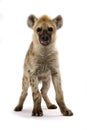 Spotted hyena Crocuta crocuta Royalty Free Stock Photo