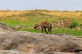 Spotted hyena (Crocuta crocuta), also known as laughing hyena, in Serengeti National park in Tanzania Royalty Free Stock Photo