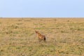 Spotted hyena (Crocuta crocuta), also known as laughing hyena, in Serengeti National park in Tanzania Royalty Free Stock Photo