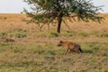 Spotted hyena (Crocuta crocuta), also known as laughing hyena, in Serengeti National park in Tanzania Royalty Free Stock Photo