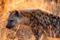 The spotted hyena ,Crocuta crocuta, also the laughing hyena. Hyena portrait with yellow background.portrait of a big scavenger in Royalty Free Stock Photo