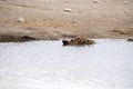 Spotted hyena, crocuta crocuta, bath waterhole, Etosha National Park, Namibia Royalty Free Stock Photo