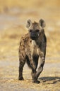 Spotted Hyena (Crocuta Cocuta) standing on savannah Royalty Free Stock Photo