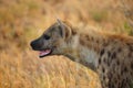 Spotted Hyena (Crocuta crocuta)