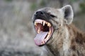 Spotted hyena (crocuta crocuta) Royalty Free Stock Photo