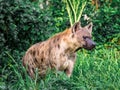 Spotted hyena Crocuta crocuta, also known as the laughing hyena close up side view animal wildlife.