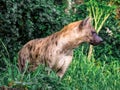 Spotted hyena Crocuta crocuta, also known as the laughing hyena close up side view animal wildlife.