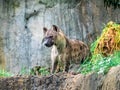 Spotted hyena Crocuta crocuta, also known as the laughing hyena close up side view animal wildlife.