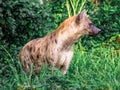 Spotted hyena Crocuta crocuta, also known as the laughing hyena close up side view animal wildlife.