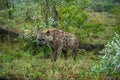 Hyenas in Kruger National Park in South Africa