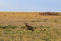 Spotted hyena Crocuta crocuta, also known as laughing hyena, in Serengeti National park in Tanzania Royalty Free Stock Photo