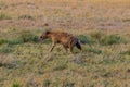 Spotted hyena Crocuta crocuta, also known as laughing hyena, in Serengeti National park in Tanzania Royalty Free Stock Photo