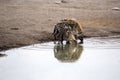 Spotted hyena, Crocuta crocuta, drinking waterhole, Etosha National Park, Namibia Royalty Free Stock Photo