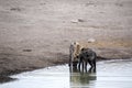 Spotted hyena, Crocuta crocuta, drinking waterhole, Etosha National Park, Namibia Royalty Free Stock Photo