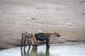 Spotted hyena, Crocuta crocuta, drinking waterhole, Etosha National Park, Namibia Royalty Free Stock Photo