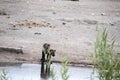 Spotted hyena, Crocuta crocuta, drinking waterhole, Etosha National Park, Namibia Royalty Free Stock Photo