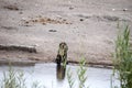 Spotted hyena, Crocuta crocuta, drinking waterhole, Etosha National Park, Namibia Royalty Free Stock Photo