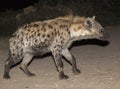 Spotted hyena (crocuta crocuta). Harar. Ethiopia. Royalty Free Stock Photo