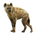 Spotted hyena