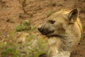 The spotted hyena Crocuta crocuta laughing hyena laying in the sand.