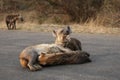 The spotted hyena Crocuta crocuta lying on the road.Hyena feeds her cups on the road of Kruger National Park Royalty Free Stock Photo