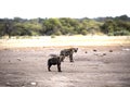 Spotted hyena, Crocuta crocuta, near waterhole, Etosha National Park, Namibia Royalty Free Stock Photo