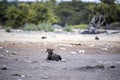 Spotted hyena, Crocuta crocuta, near waterhole, Etosha National Park, Namibia Royalty Free Stock Photo