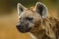 Spotted Hyena, Crocuta crocuta - portrait