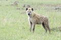 Spotted hyena Crocuta crocuta on savanna looking at camera