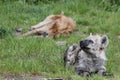 Spotted hyena