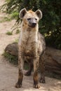 Spotted hyena Crocuta crocuta Royalty Free Stock Photo