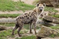 Spotted hyena Crocuta crocuta Royalty Free Stock Photo