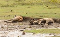 Spotted Hyena wallowing in the mud to cool down Royalty Free Stock Photo