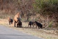 The spotted hyena Crocuta crocuta young hyena Royalty Free Stock Photo