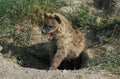 Spotted Hyena, crocuta crocuta, Young Yawning at Den Entrance, Masai Mara Park in Kenya