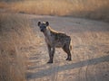 Spotted hyena (Crocuta crocuta)