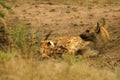 The spotted hyena Crocuta crocuta laughing hyena laying in the sand.