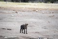 Spotted hyena, Crocuta crocuta, near waterhole, Etosha National Park, Namibia Royalty Free Stock Photo