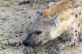 A Spotted Hyena, Crocuta crocuta, is resting in a field in South Africa