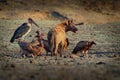 Spotted Hyena - Crocuta crocuta several hyenas and vultures feeding on the dead elephant in the mud, Mana Pools in Zimbabwe. Very