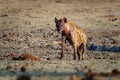 Spotted Hyena - Crocuta crocuta several hyenas and vultures feeding on the dead elephant in the mud, Mana Pools in Zimbabwe. Very