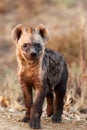 The spotted hyena Crocuta crocuta young hyena in the evening sun Royalty Free Stock Photo