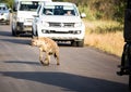 Spotted Hyena crossing a road at the Kruger National Park