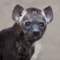 Spotted Hyena cub Royalty Free Stock Photo