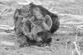 Spotted Hyena cub Royalty Free Stock Photo