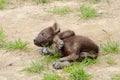 Spotted hyena cub Royalty Free Stock Photo