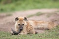 Spotted hyena cub chewing on a horn Royalty Free Stock Photo