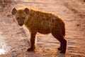 Spotted Hyena cub in early morning sun Royalty Free Stock Photo
